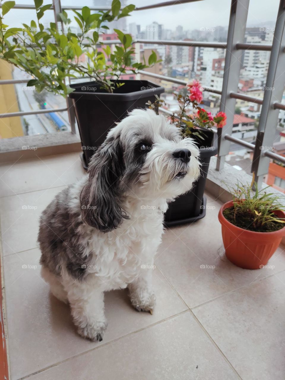 Puppy on a balcony