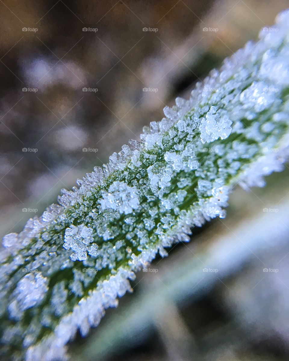 Close-up of ice on plant