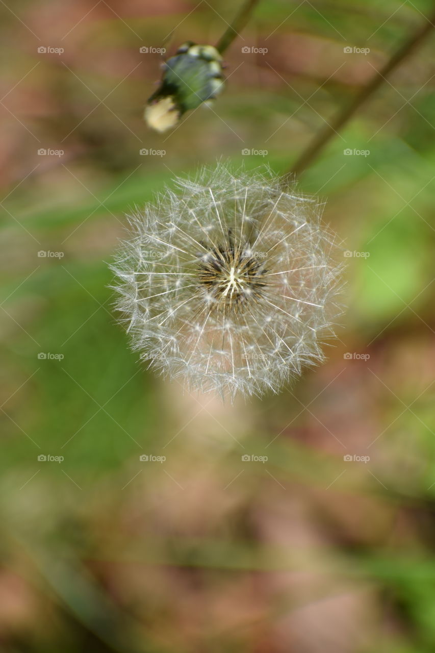 dandelion puff