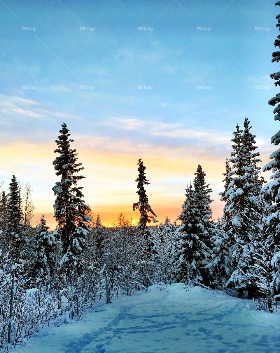 Sunset in the forest 