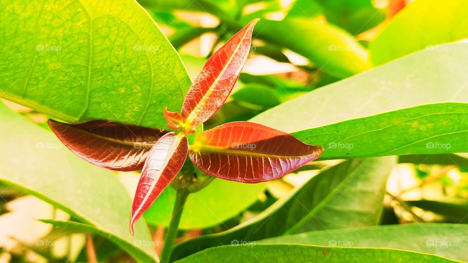 Tender sprouts of Black Jamun looking so pretty.