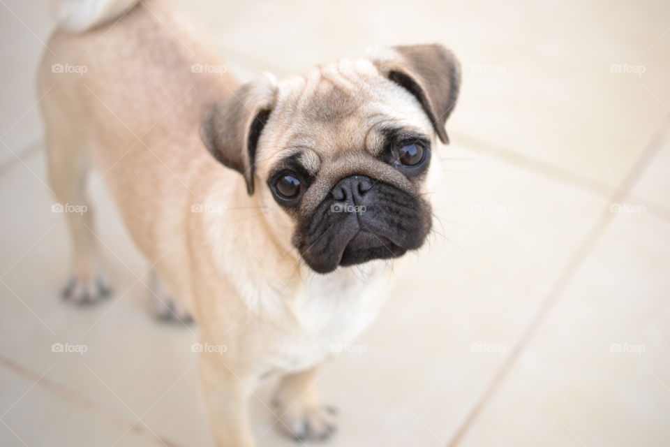 Portrait of a pug puppy looking at the camera
