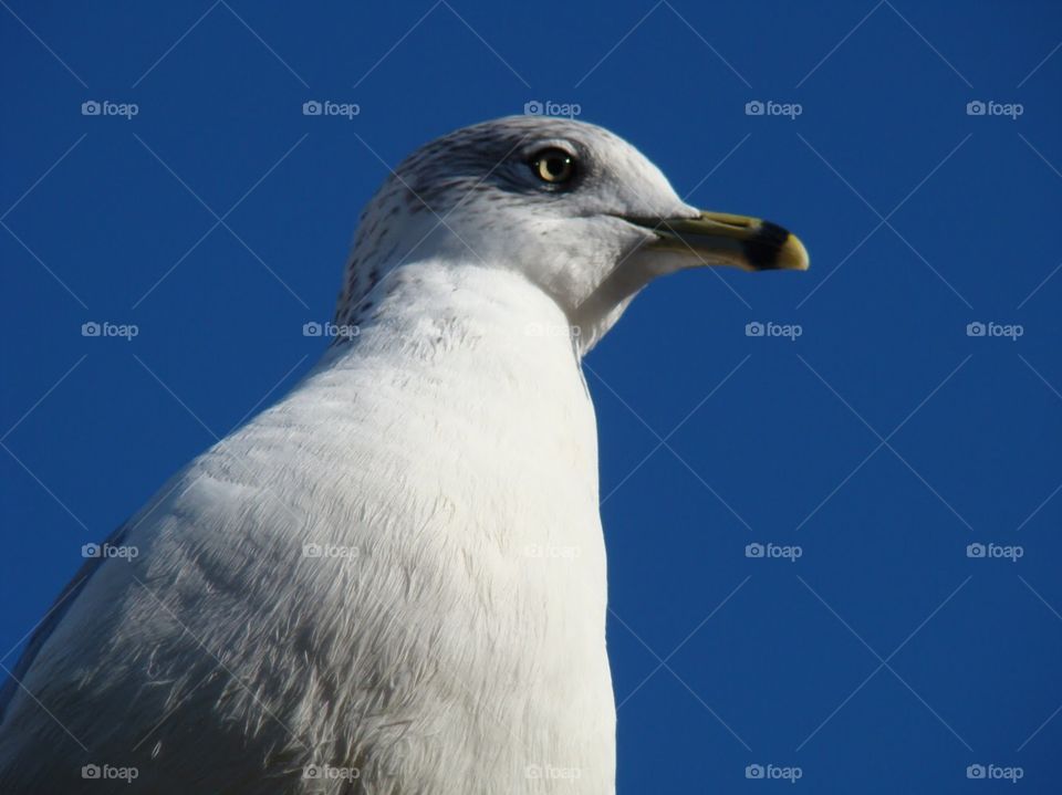 Hi, I’m mr Seagull