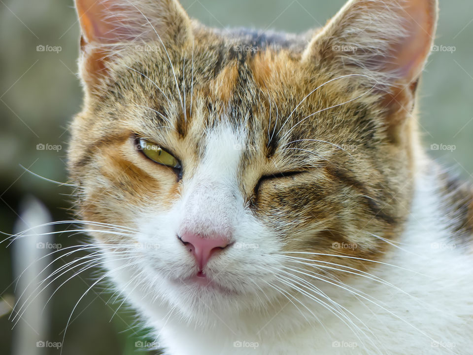 Cat close up with one eye open