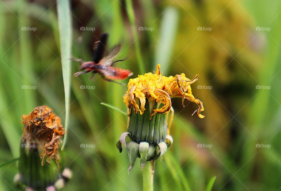 Insects in nature