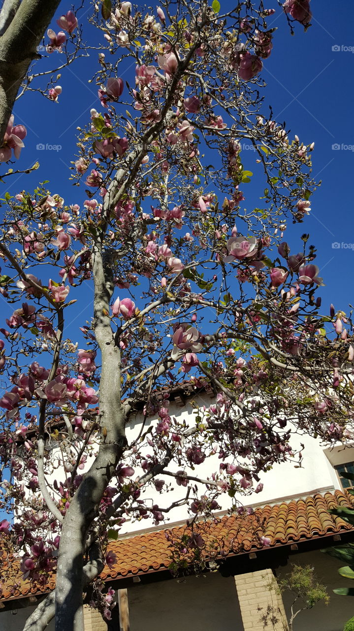 flower tree.