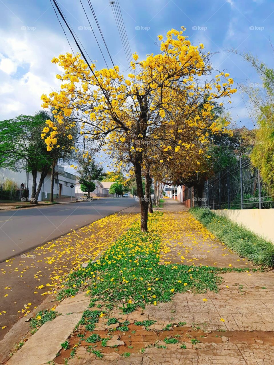 Árvore de ipê amarelo.
