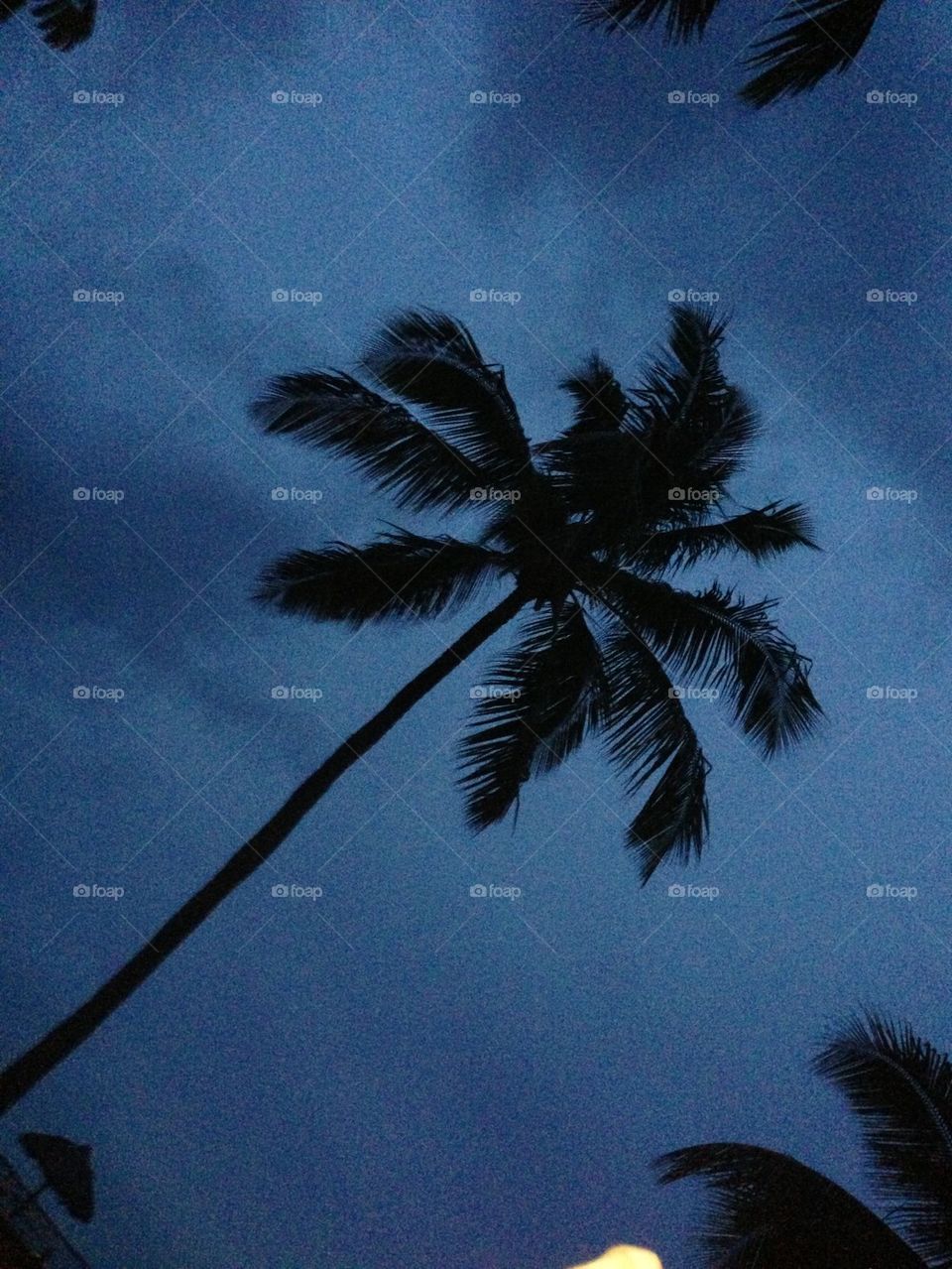 Palm Tree