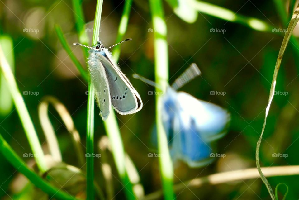 Butterfly, Insect, Nature, Outdoors, Summer