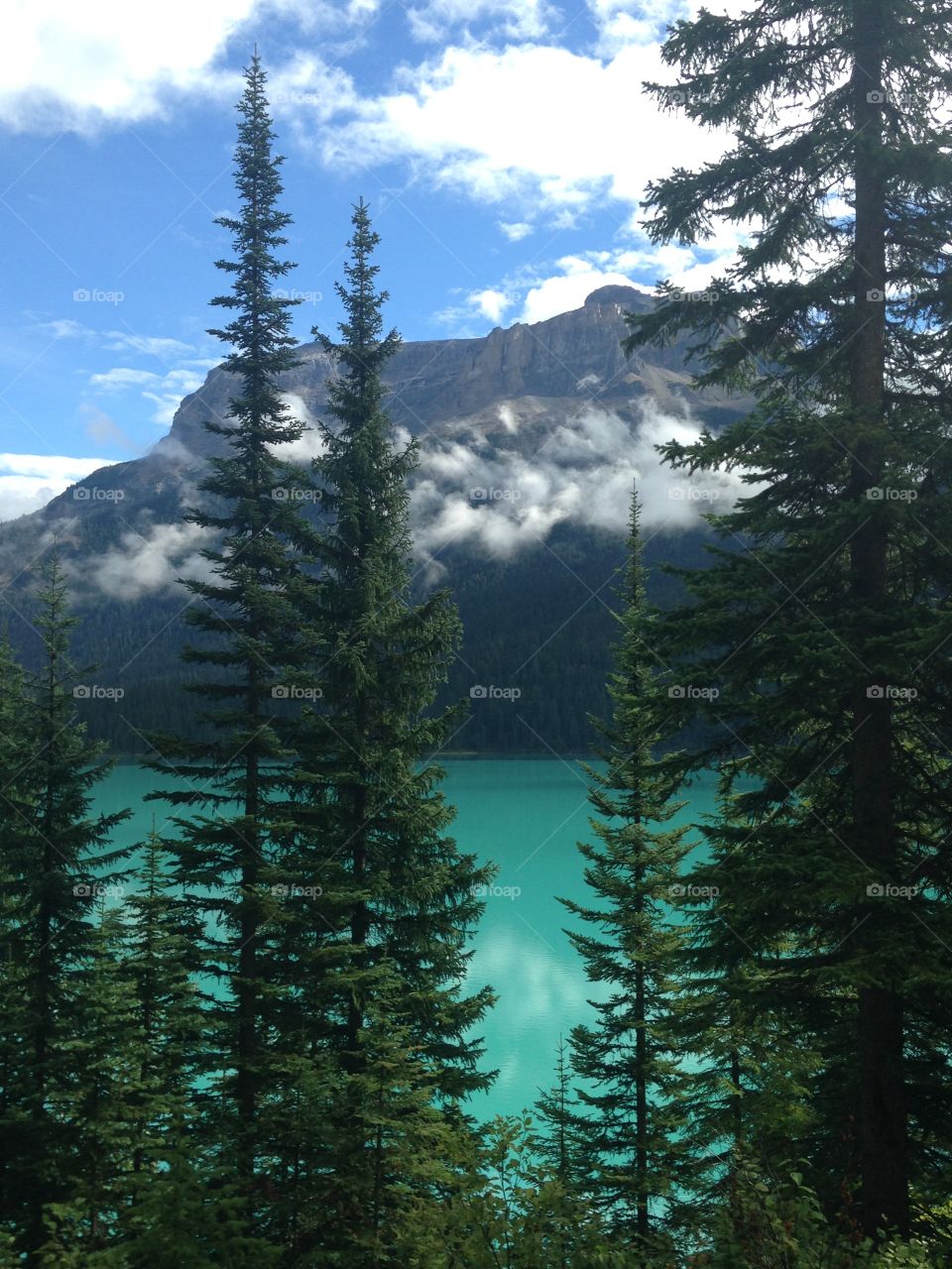 Scenic view of a forest and lake