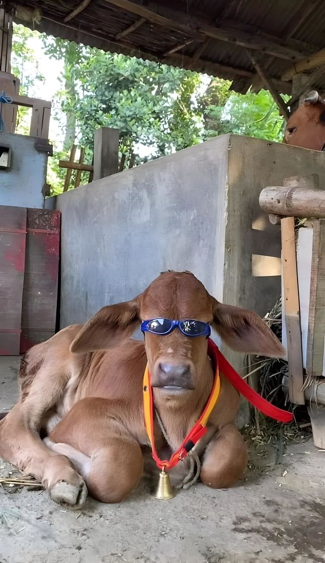 cow