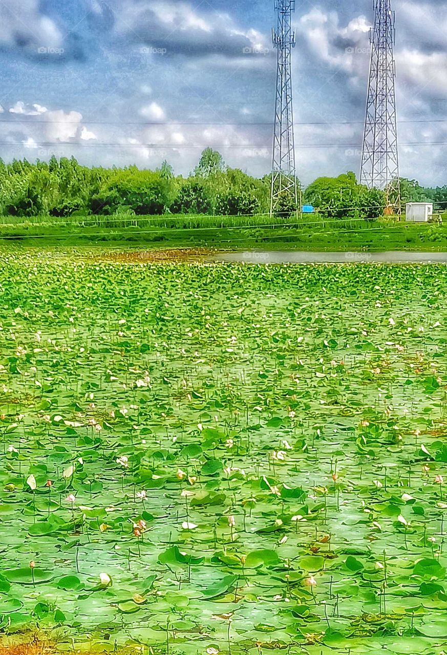 Beautiful lotus pond nice looking image image