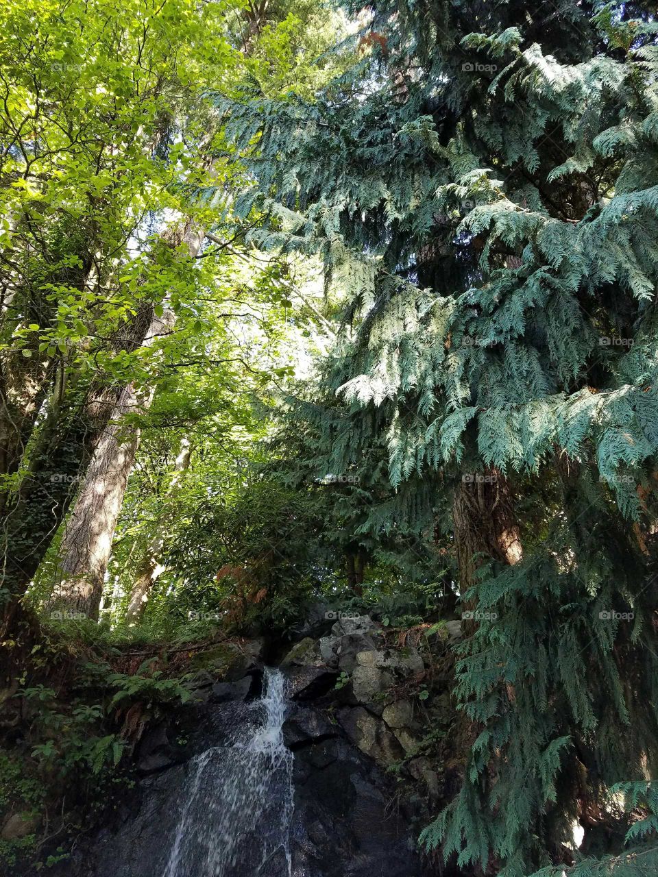 Waterfall in the forest