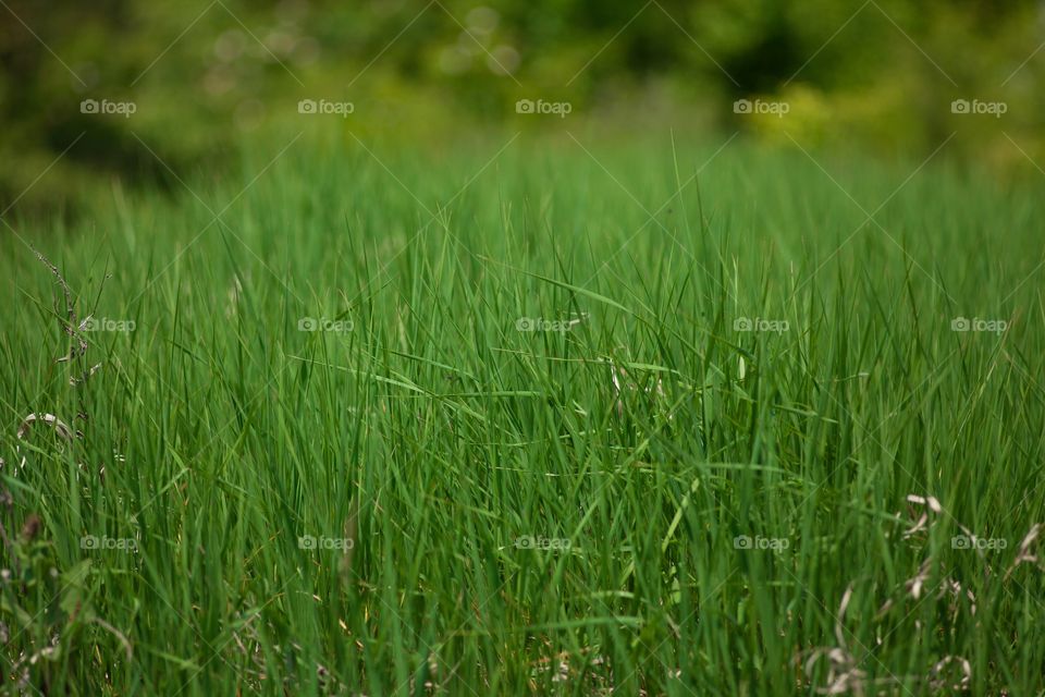 Grass