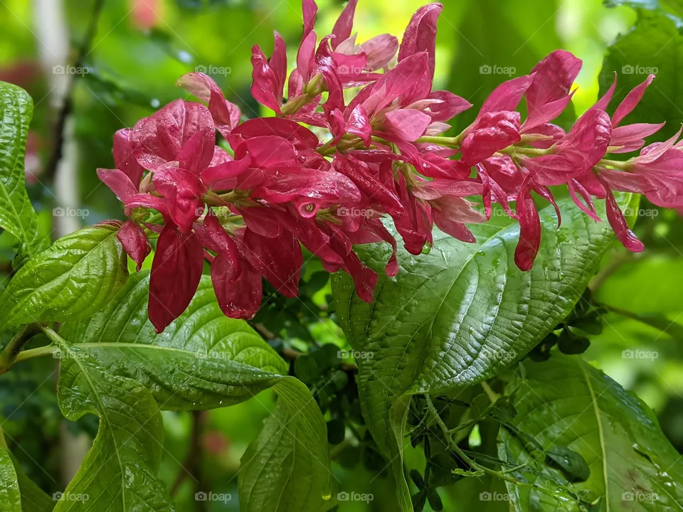 Pink flowers