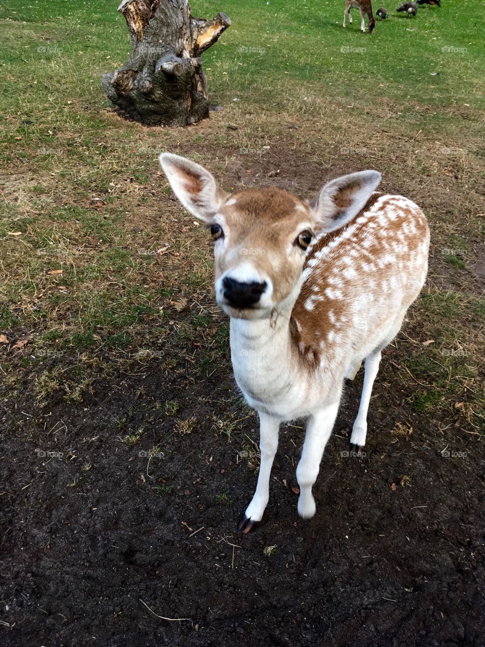 Portrait of a deer on field