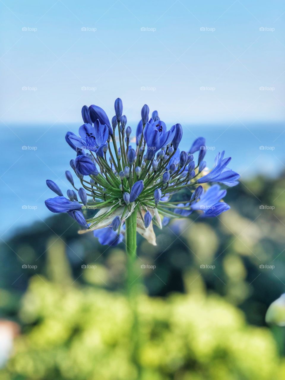 Agapanthus, Lily of the Nile 