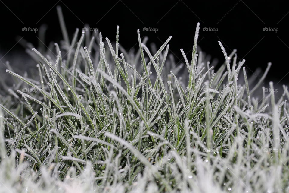 Grass after a frost