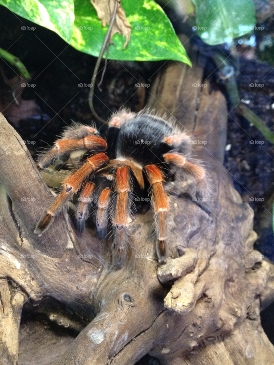 zoo spider by chester29