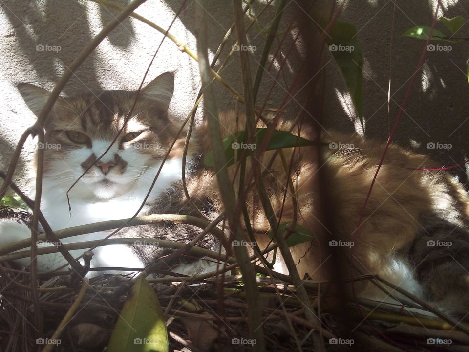 Uma gata no meio do mato.