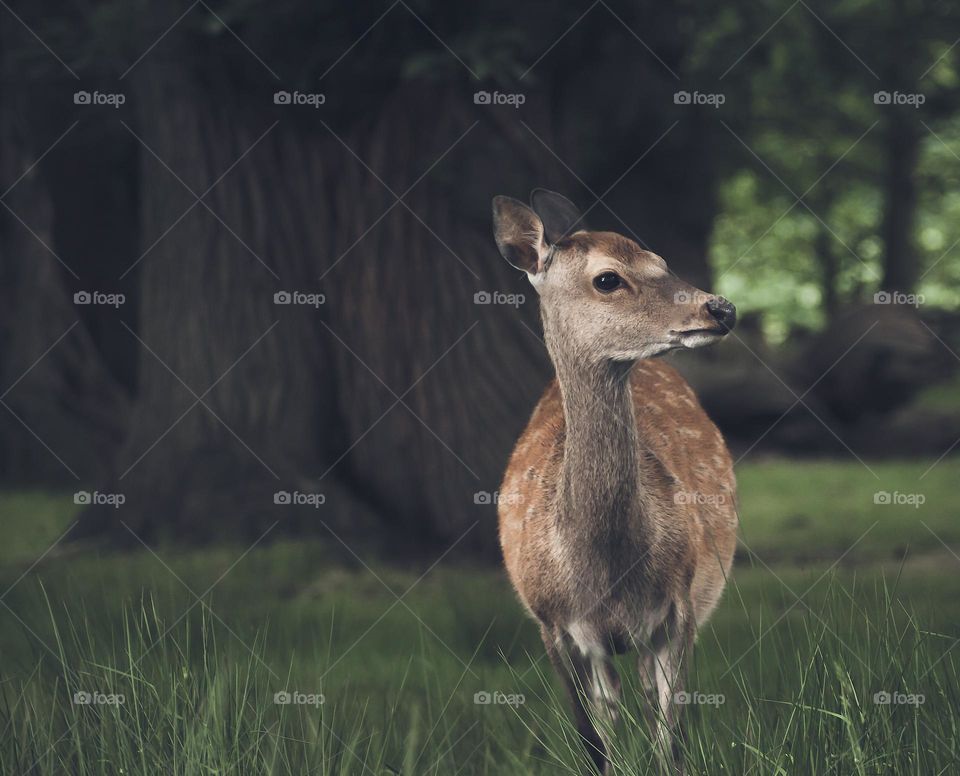 A young deer in green and shady woodland