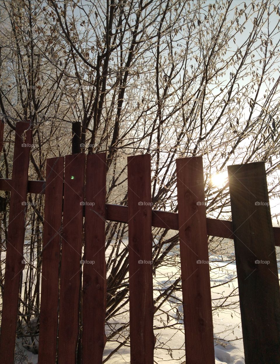 Winter SNOW tree fabruary зимой