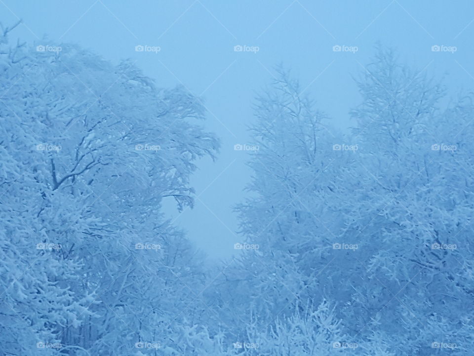 Snow-covered trees on a foggy winter morning