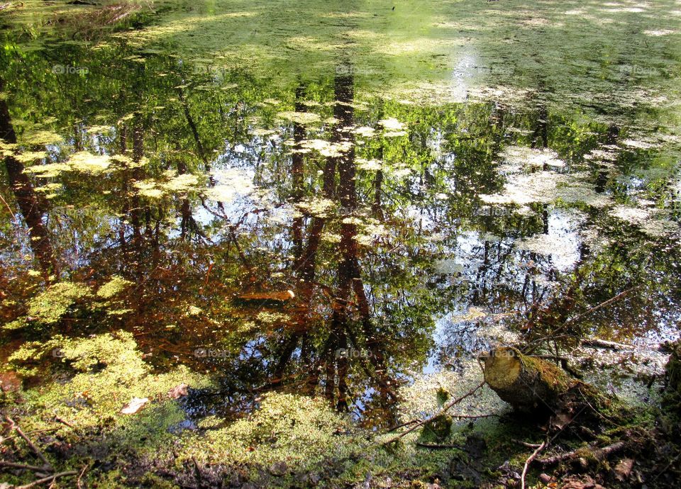 pond reflection