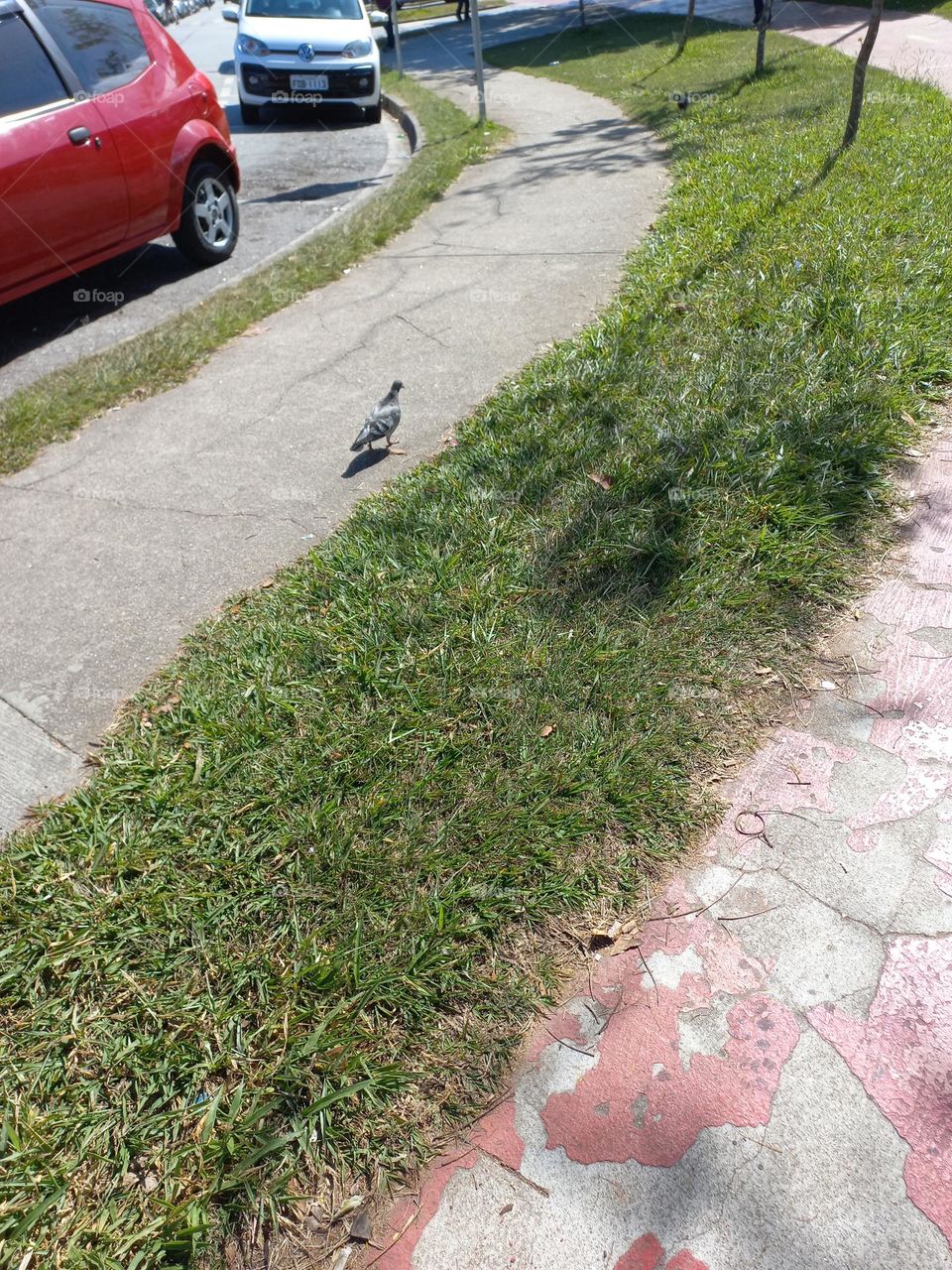 O passeio elegante do pombo pela cidade! O habitat dos pombos é o campo. As aves procuram regiões  altas para fazer ninho, como encostas e áreas rochosas. É uma maneira, inclusive de esconder-se dos predadores e proteger os filhotes