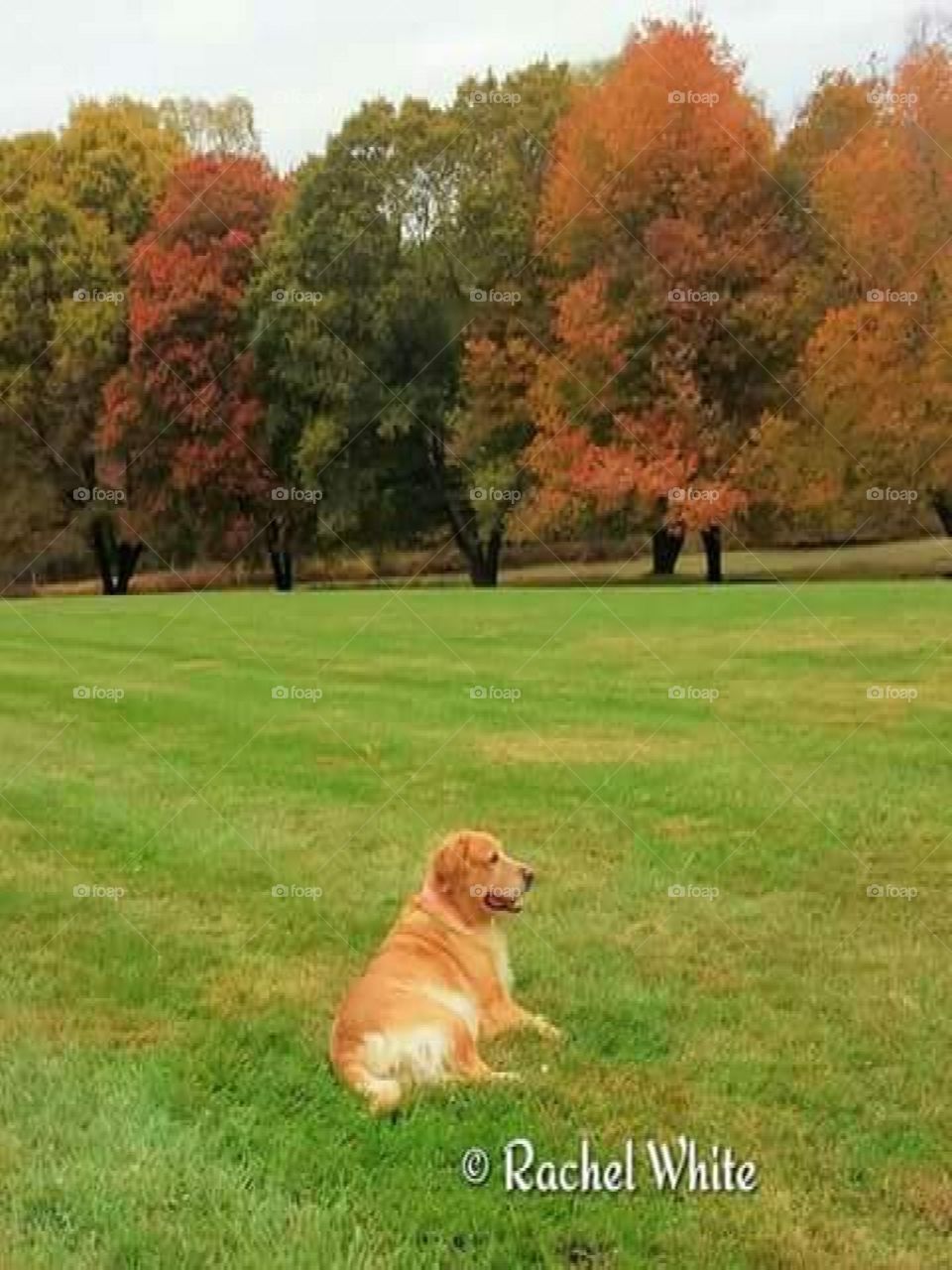 Golden Lab enjoying season of change