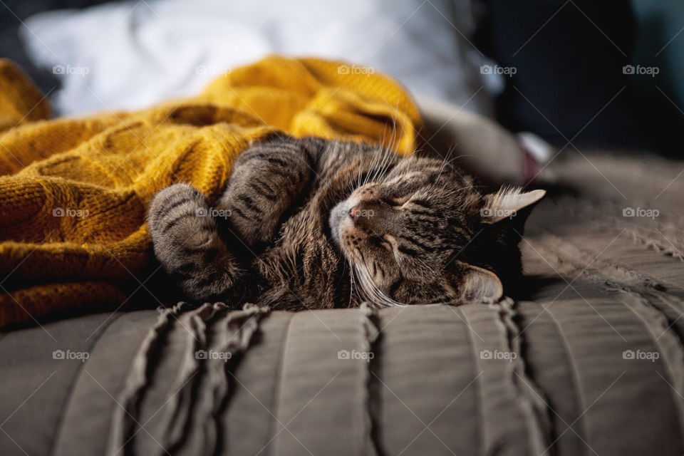 Tiger striped tabby cat asleep with paws curled on the bed under a yellow blanket and looking so cute. 