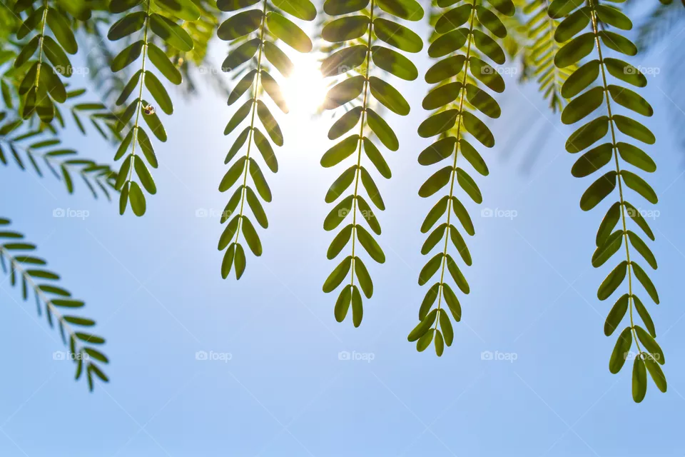 Sesbania grandiflora or Scarlet wisteria green tree leaves background. Concept for Healthcare and Medical or the Benefits of Herb for the good health.