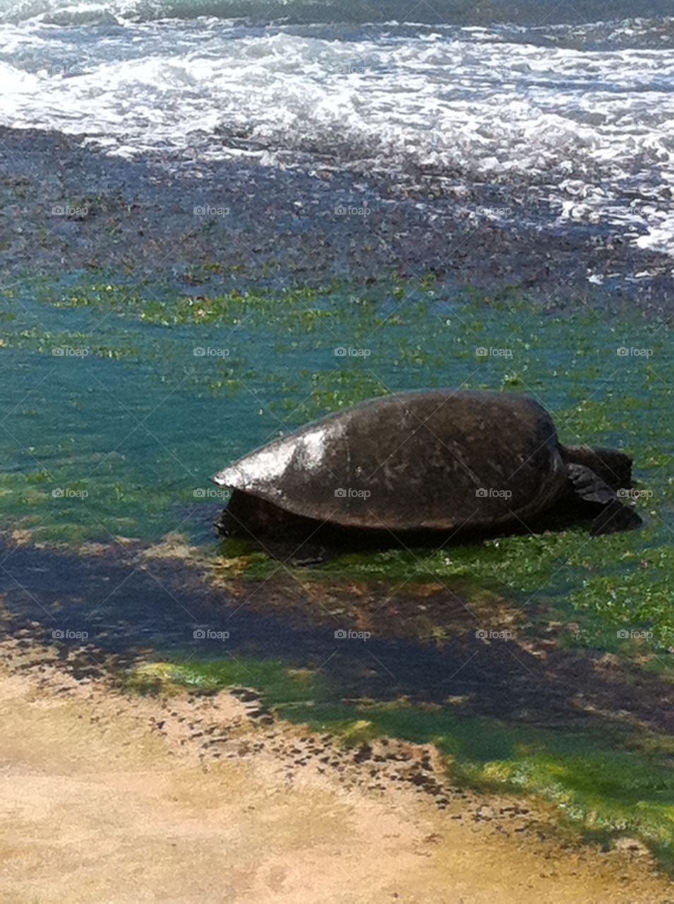 Sea Turtle at Turtle Beach 