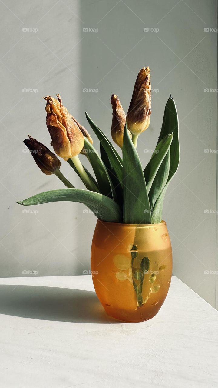 Delicate tulips in a vase