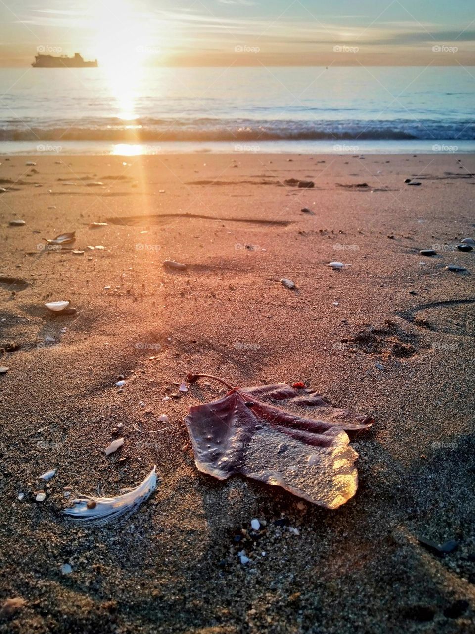 The leave on the sand