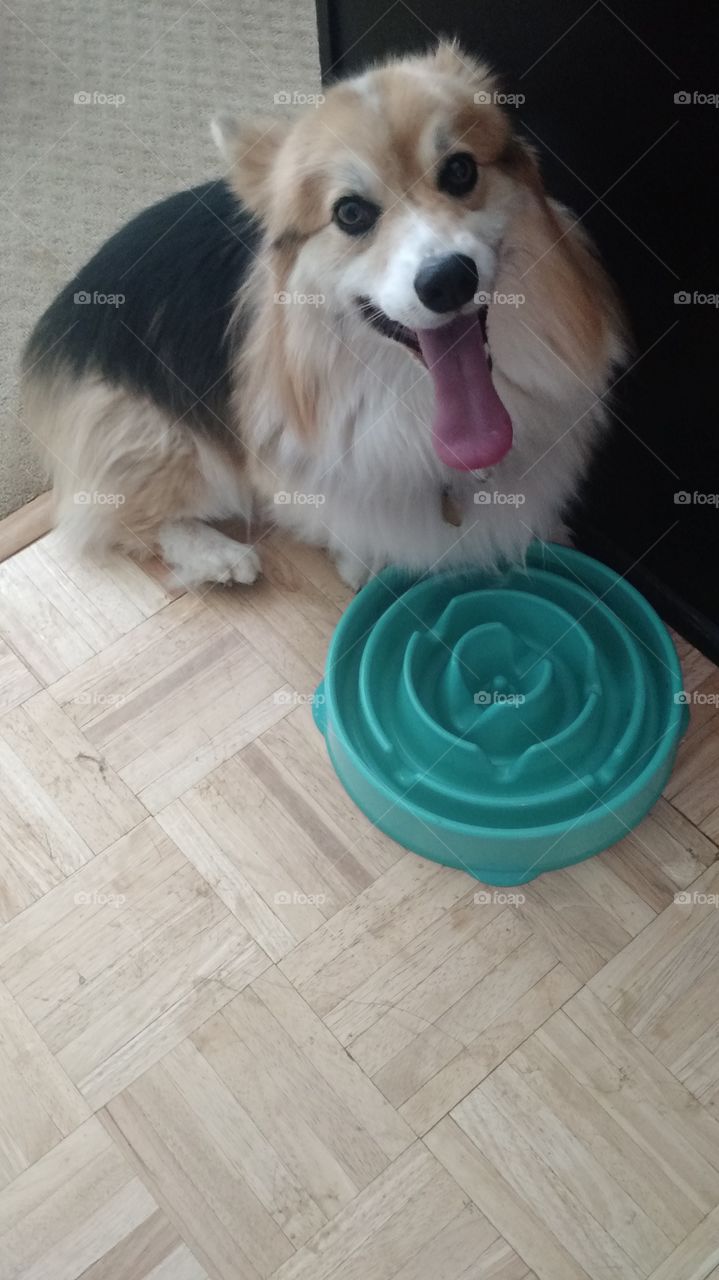 corgi and her food bowl