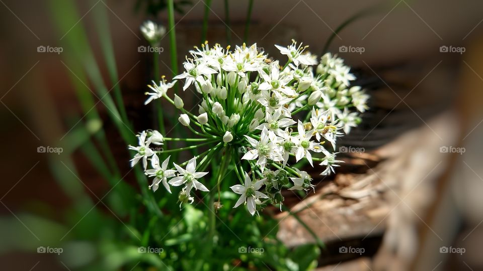 A sábia natureza. Nela tudo é perfeito.