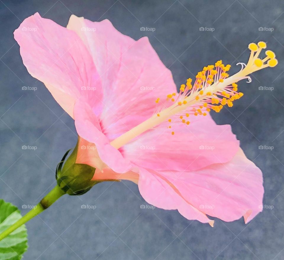 Pink hibiscus flower