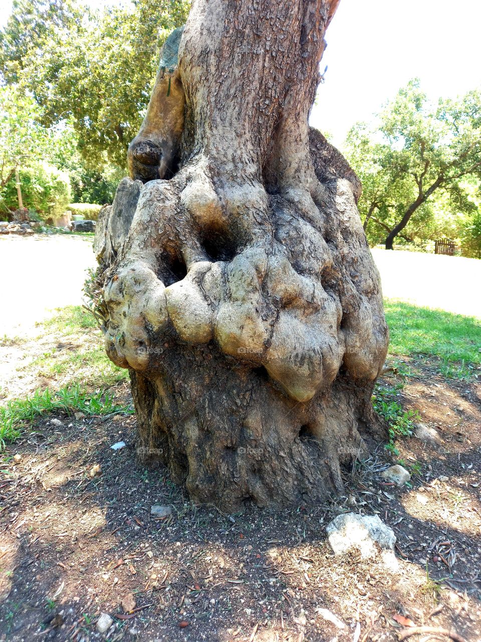 Nice olive tree's trunk