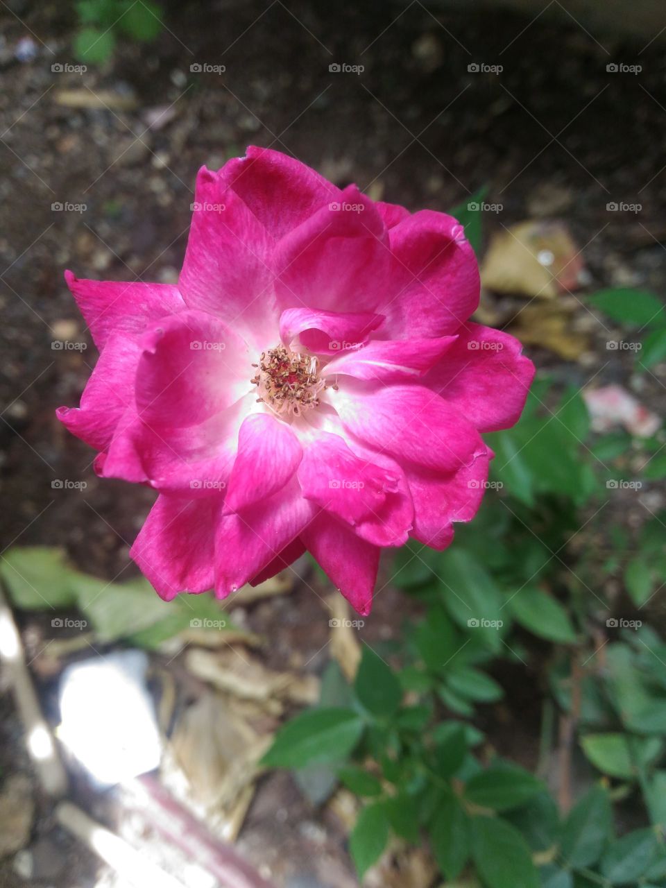 pink roser