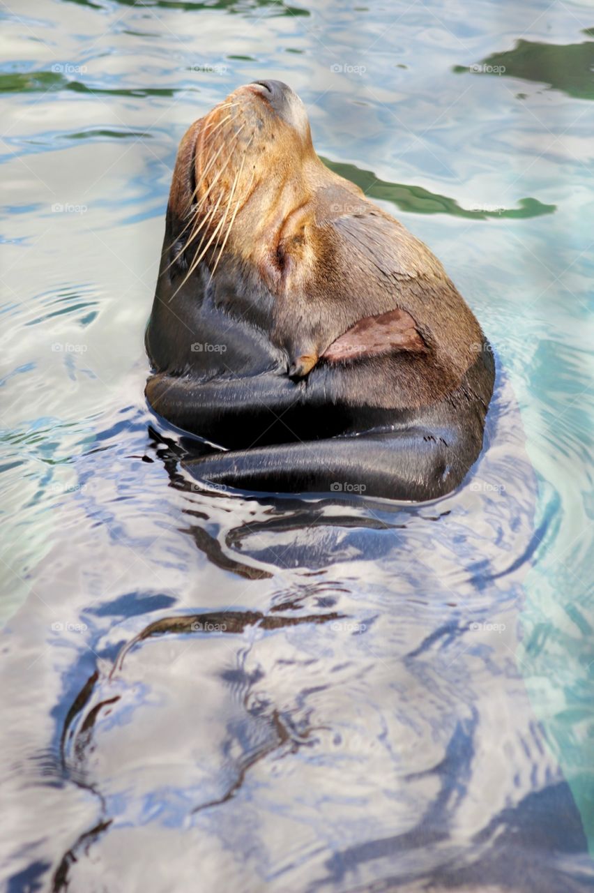 Sleeping while swimming