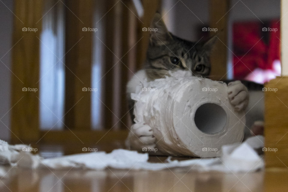 kitten vs paper