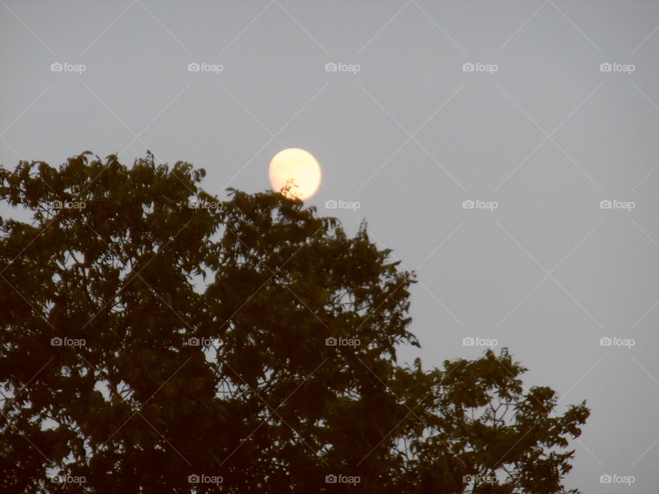 full 🌕 moon 🌚. This is a picture of the moon 🌚 rising above some trees. 👣 🚶 🏃 🔥 💨