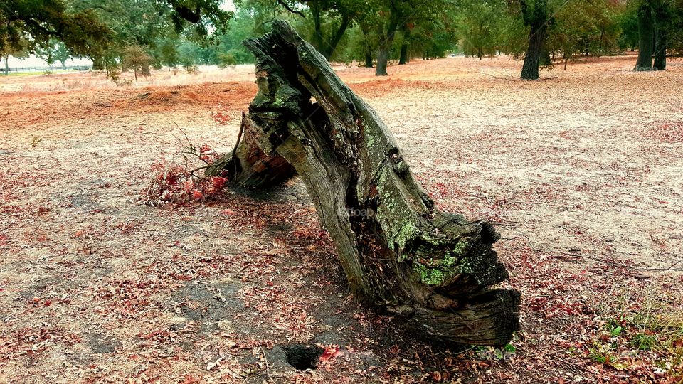 Wooden log looks like a dragons head emerging from the ground