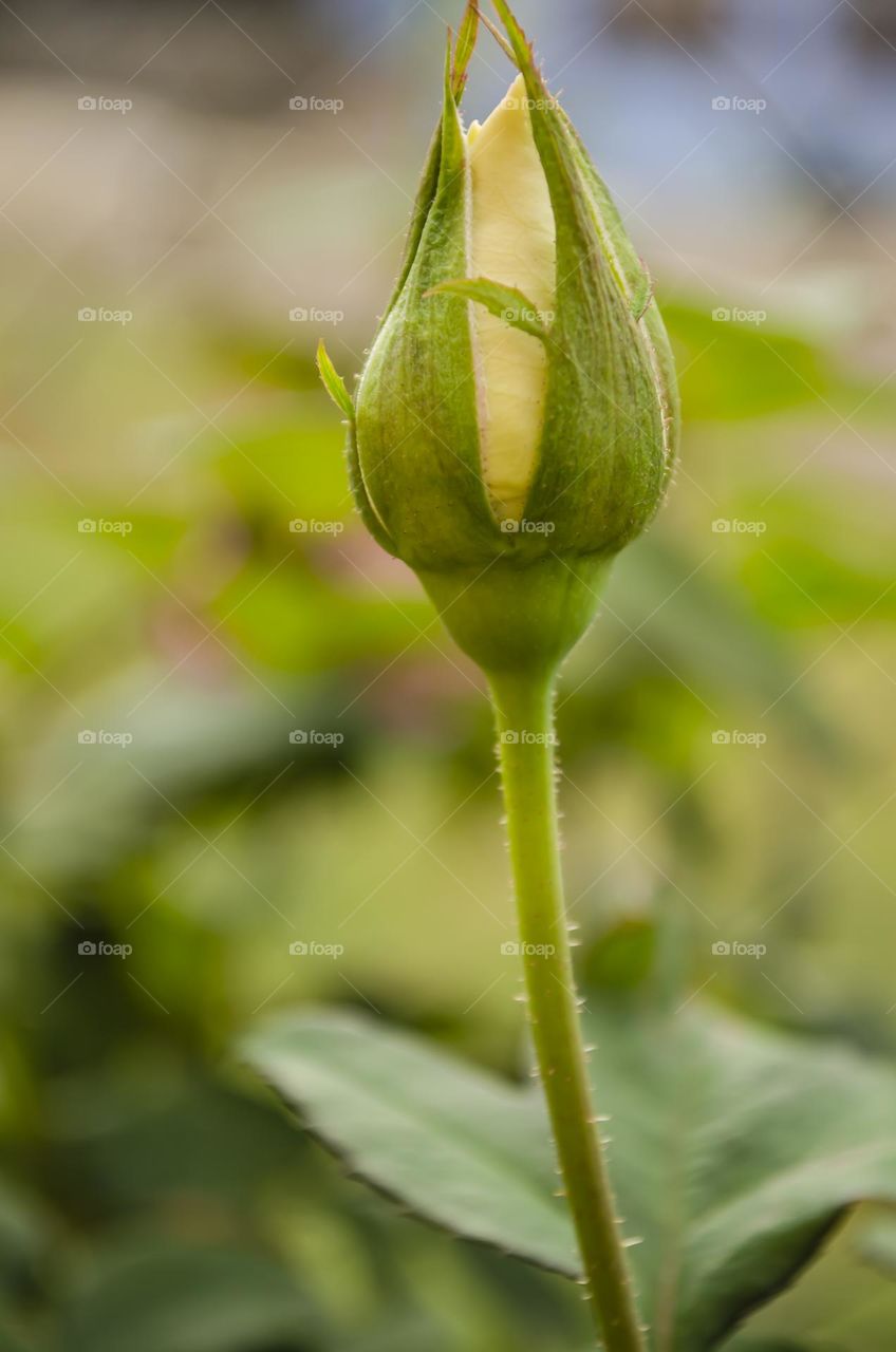 Sweet Rose Bud