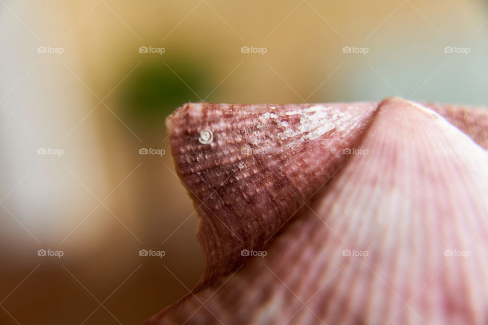 Close-up of clam shell