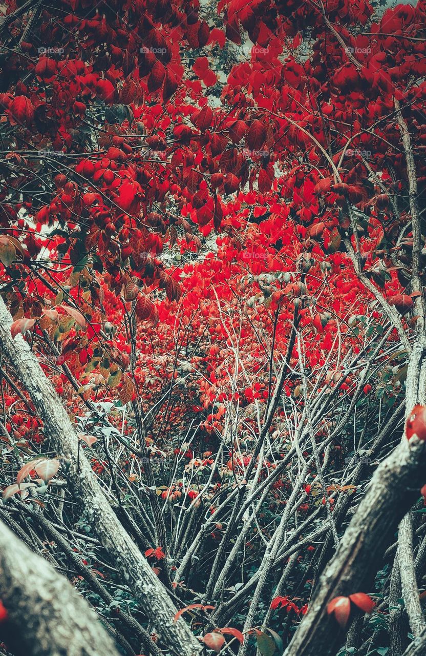 Closeup view of red burning bushes in Autumn Season 