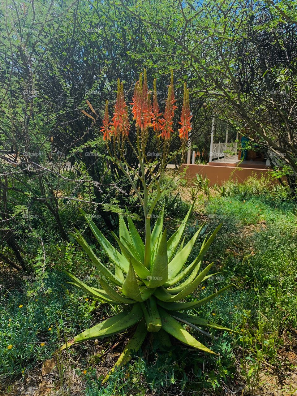 A green and succulent aloe plant with beautiful orange flowers. Aloe plants are mostly found in Southern Africa. 