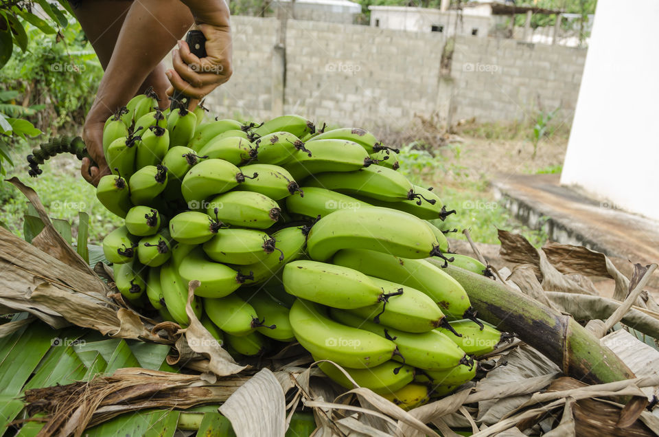 Gripping Top Stem To Separate Banana