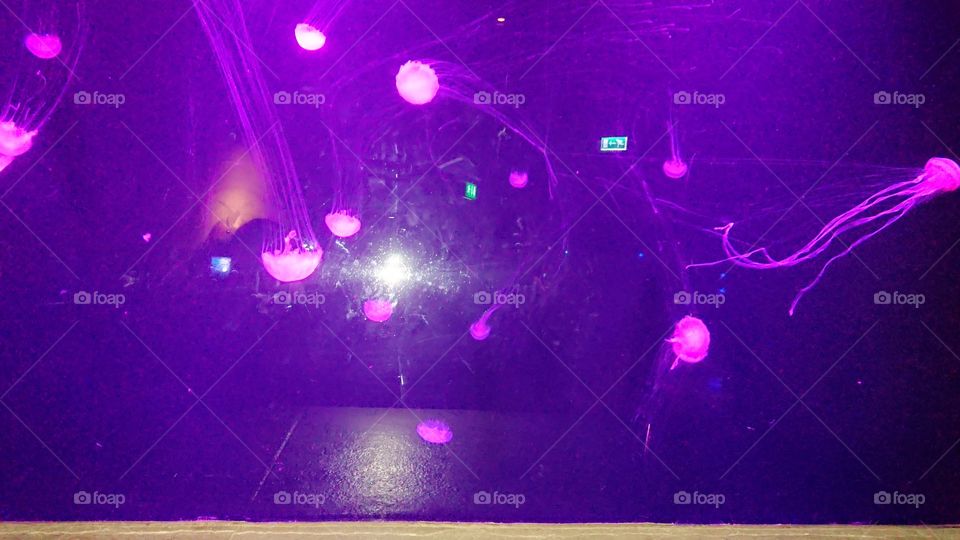 Dubai Atlantis the Palm Lost Chambers Aquarium